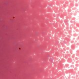 【中フリット50g】  0301 Pink