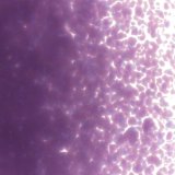 【中フリット50g】  0334 Gold Purple