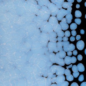 画像2: 【粗フリット50g】  0403 Opaline (2)