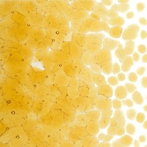 画像2: 【粗フリット50g】  1137 Medium Amber (2)