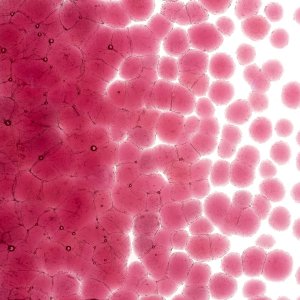 画像2: 【粗フリット50g】  1215 Light Pink (2)