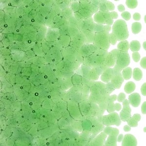 画像2: 【粗フリット50g】  1107 Light Green (2)