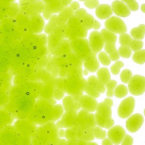 画像2: 【粗フリット50g】  1426 Spring Green (2)