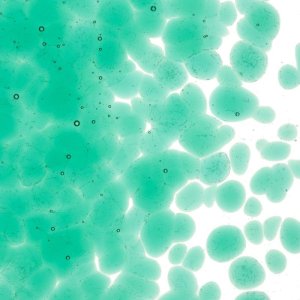 画像2: 【粗フリット50g】  1417 Emerald Green (2)