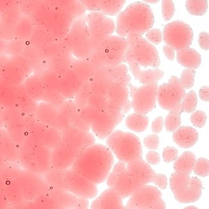 画像2: 【粗フリット50g】  1824 Ruby Red Tint (2)